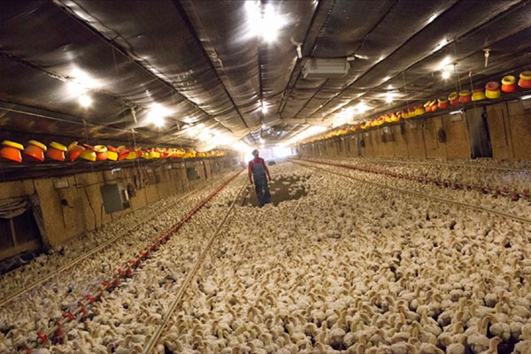 Man in the middle of chicken coup
