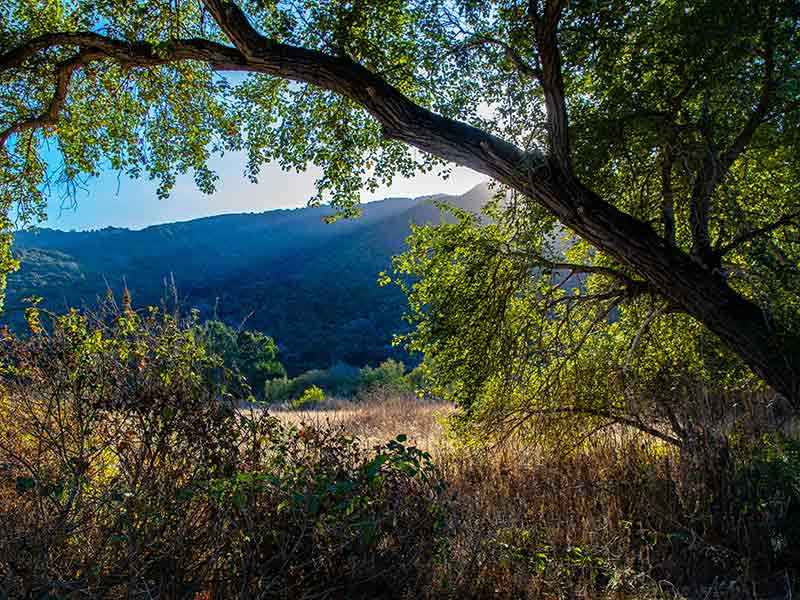 Trees branches, bushes, and grass with a large mountain in the background